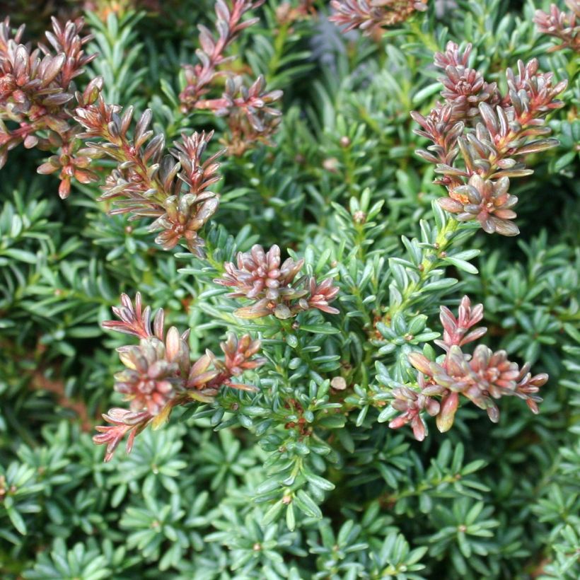 Podocarpus lawrencei Red Tip - Steineibe (Laub)