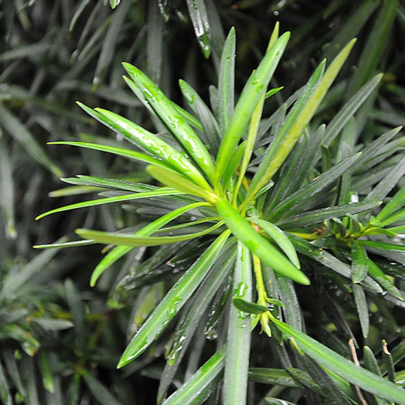 Podocarpus macrophyllus - Großblättrige Steineibe (Laub)