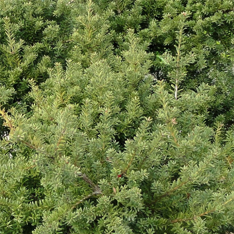 Podocarpus nivalis - Berg-Steineibe (Laub)