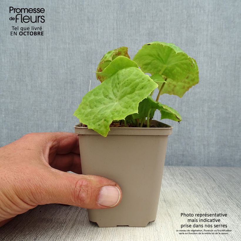 Exemplar von Podophyllum Spotty Dotty - Dysosma Godet de 9cm wie im Herbst geliefert