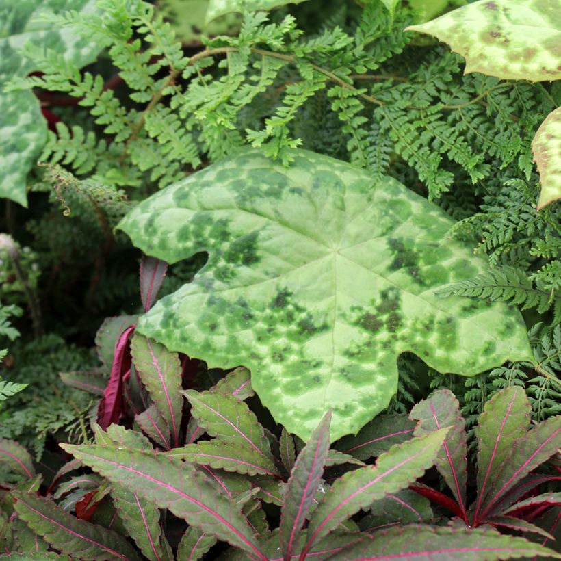 Podophyllum Spotty Dotty - Maiapfel (Hafen)