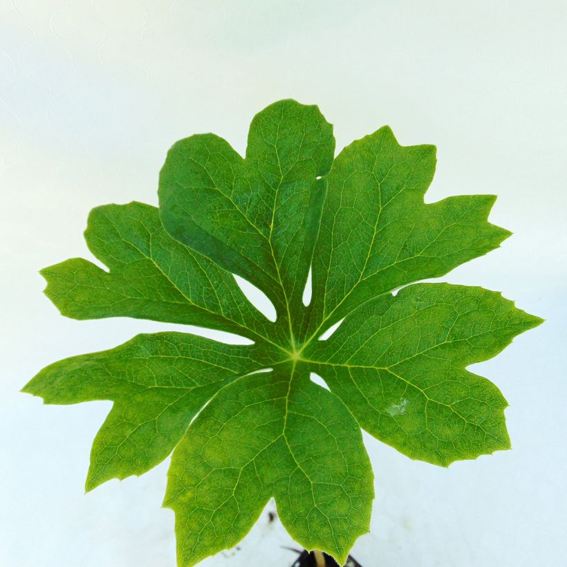 Podophyllum peltatum - Maiapfel (Laub)