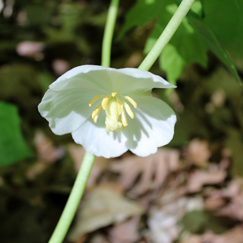 Podophyllum peltatum - Maiapfel (Blüte)