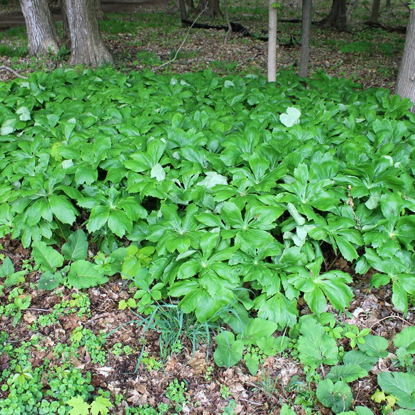 Podophyllum peltatum - Maiapfel (Hafen)