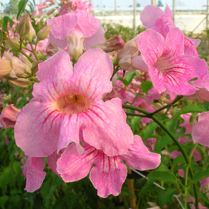 Podranea ricasoliana - Trompetenwein (Blüte)