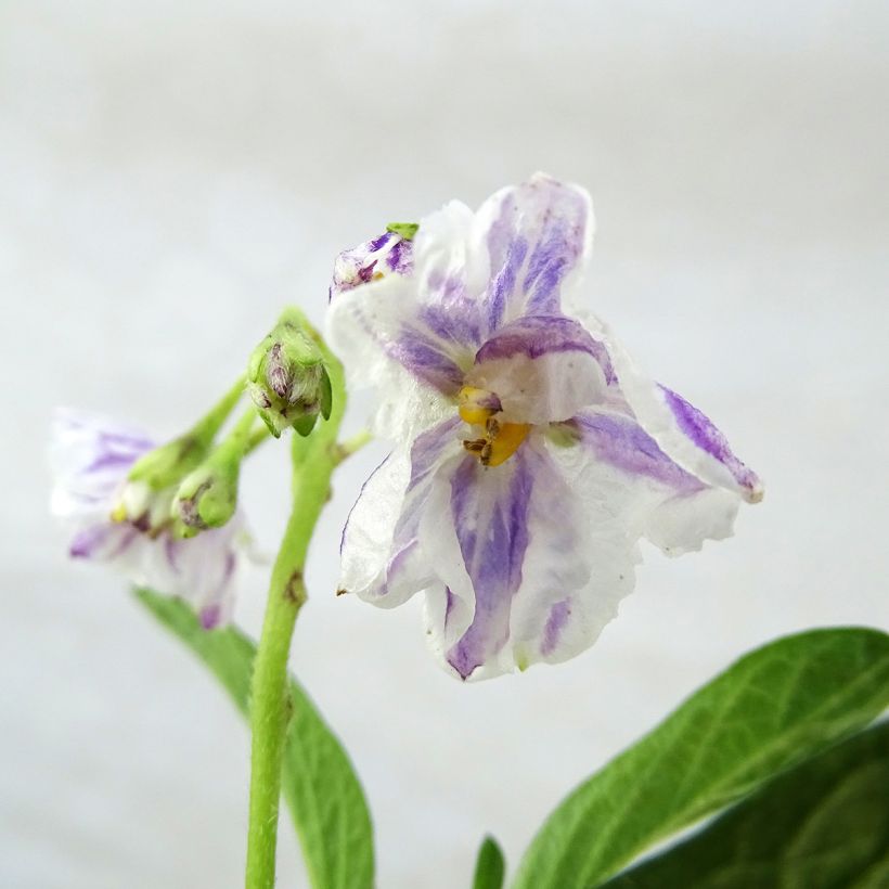 Pepino - Solanum muricatum (Blüte)