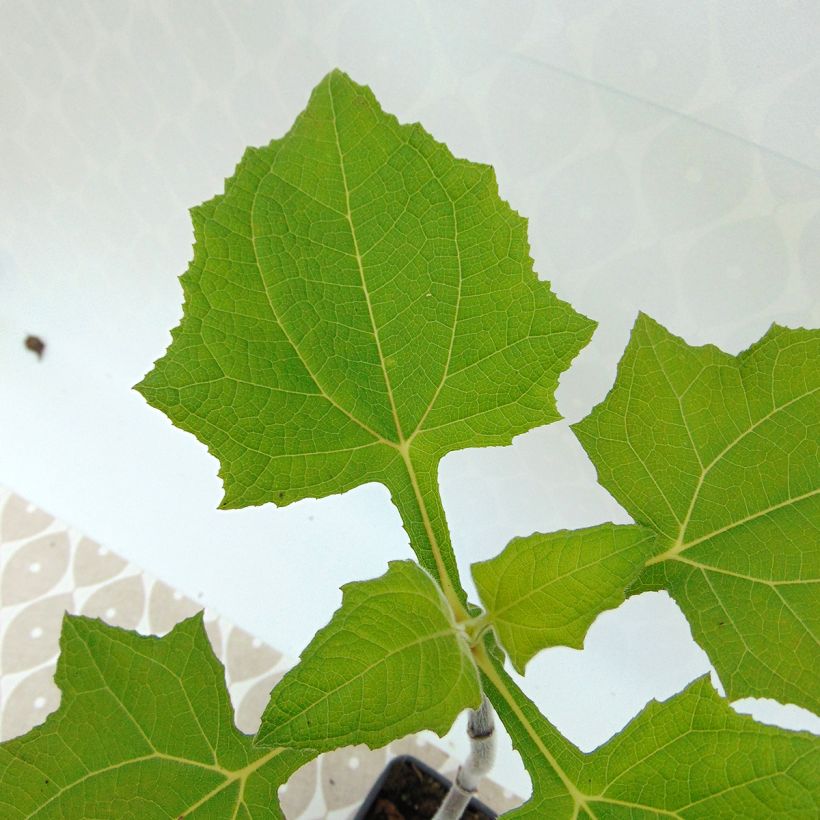 Yacón Bio - Smallanthus sonchifolius (Laub)