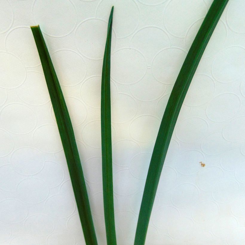 Ackerlauch Bio - Allium ampeloprasum (Laub)