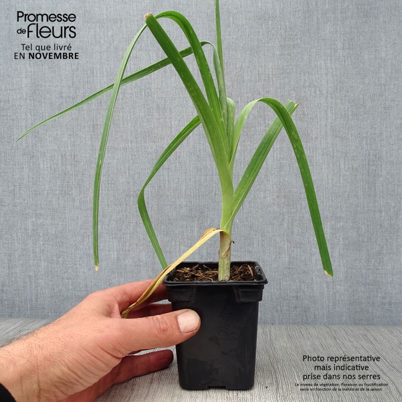 Exemplar von Poireau perpétuel des vignes BIO - Allium ampeloprasum - Poireau vivace Godet de 7/8 cm wie im Herbst geliefert