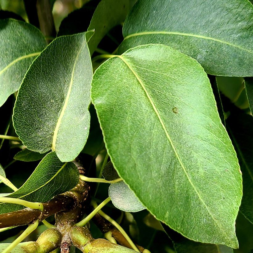 Birnbaum Bergamote Esperen - Pyrus communis (Laub)