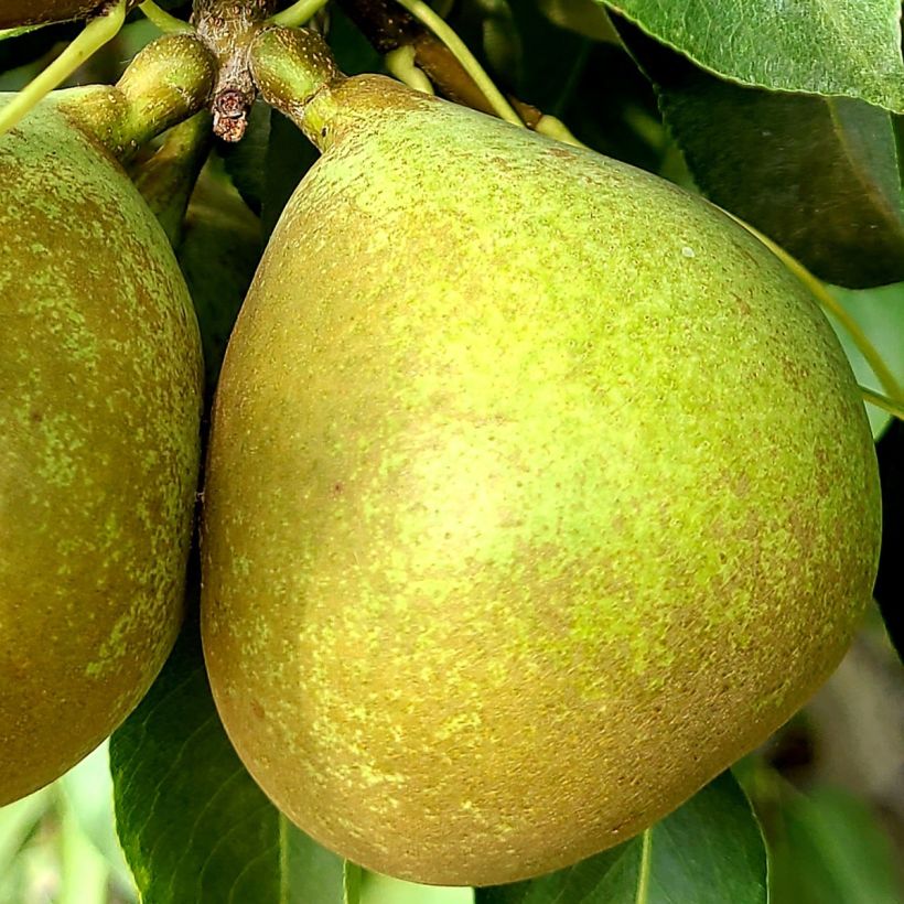 Birnbaum Bergamote Esperen - Pyrus communis (Ernte)