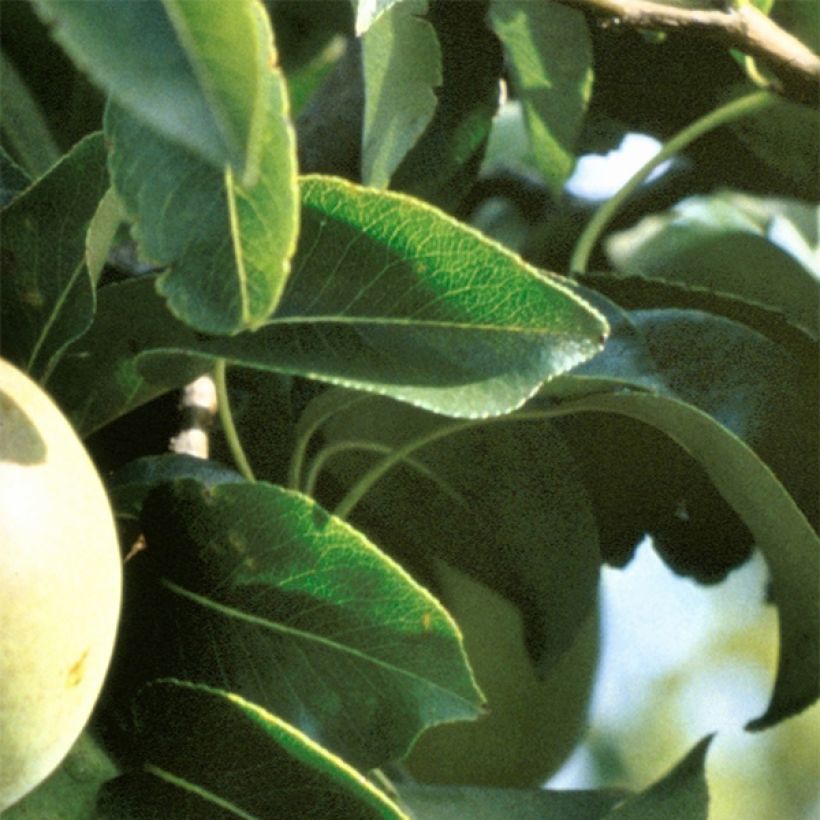 Birnbaum Beurre Hardy - Pyrus communis (Laub)