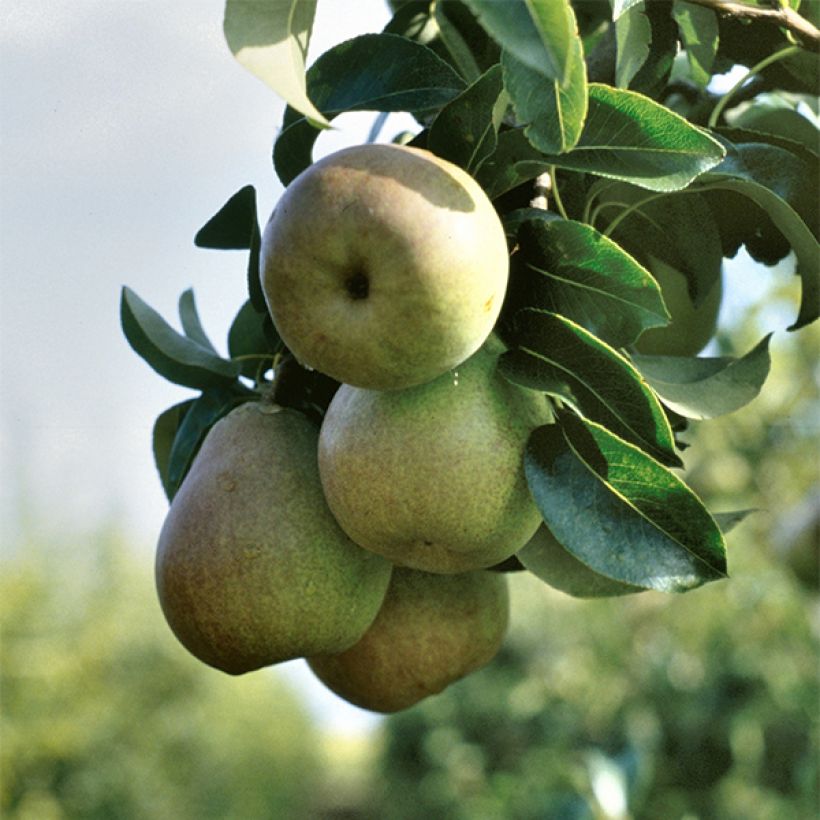 Birnbaum Beurre Hardy - Pyrus communis (Ernte)