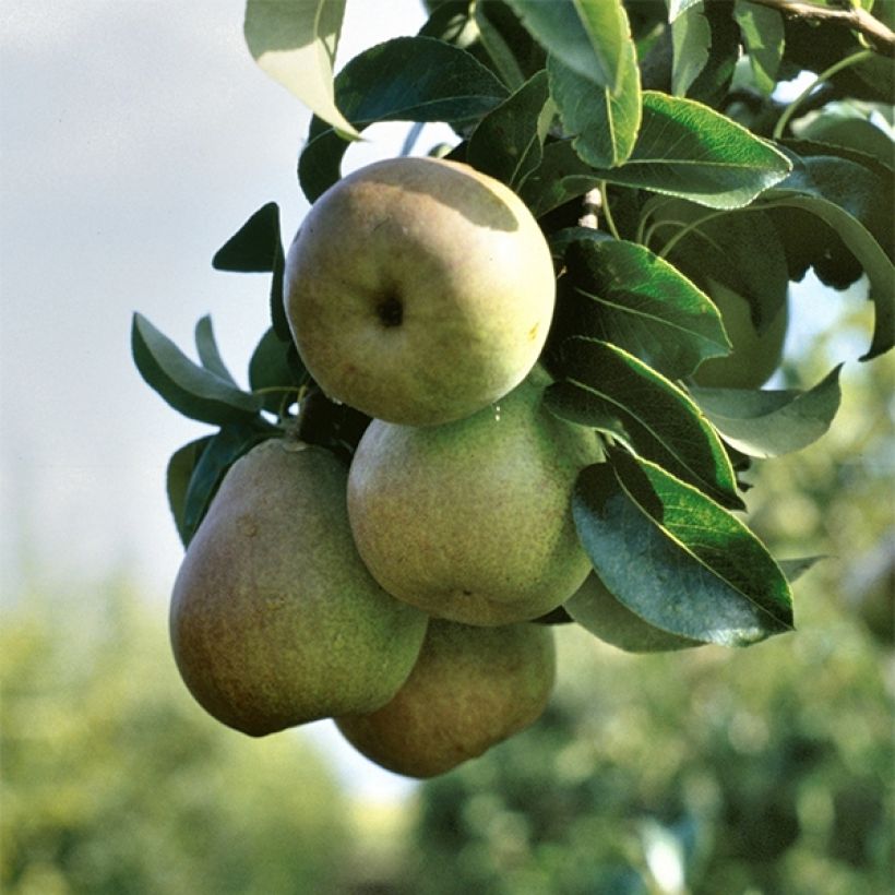 Birnbaum Beurré Hardy Bio - Pyrus communis (Ernte)