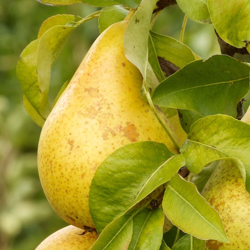 Birnbaum Beurré d’Amanlis - Pyrus communis (Ernte)