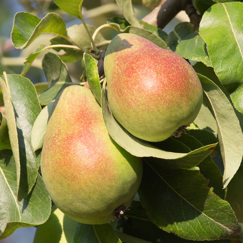 Birnbaum Beurré Giffard - Pyrus communis (Ernte)