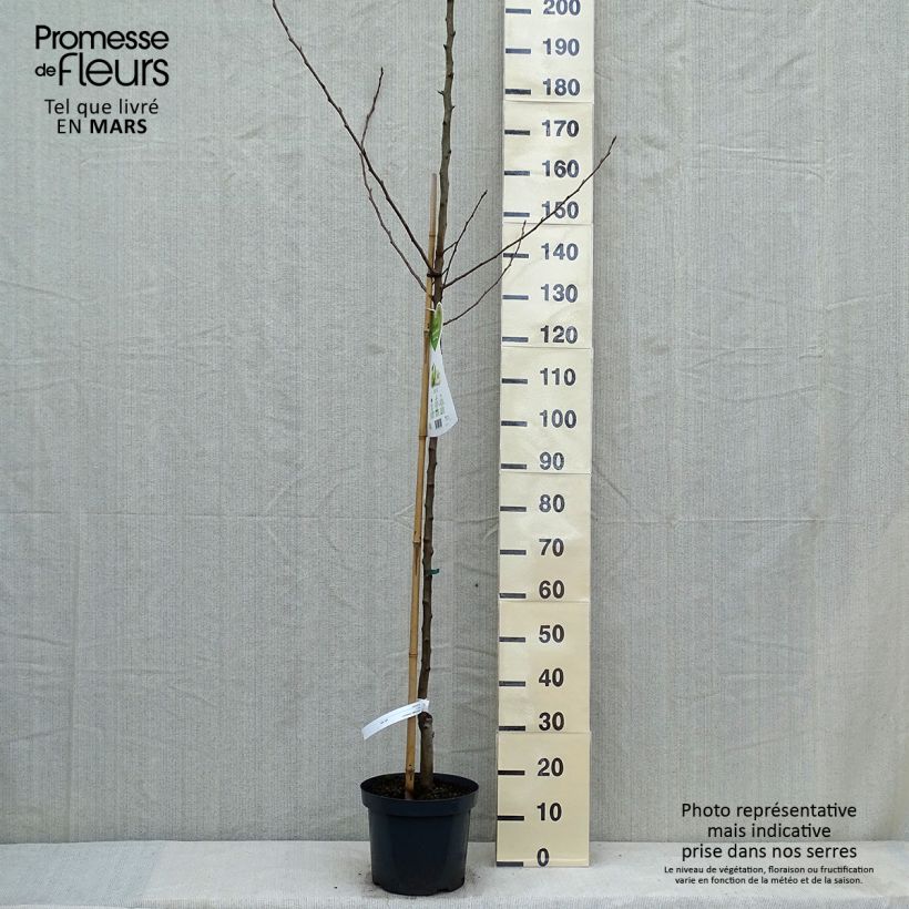 Exemplar von Birnbaum Charneux - Pyrus communis Topf mit 7,5L/10L, HalbstammGelieferte Höhe ca. 200/220cm wie im Frühjahr geliefert