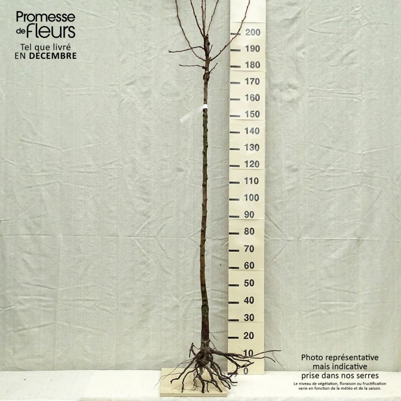 Exemplar von Birnbaum Charneux - Pyrus communis wie im Winter geliefert