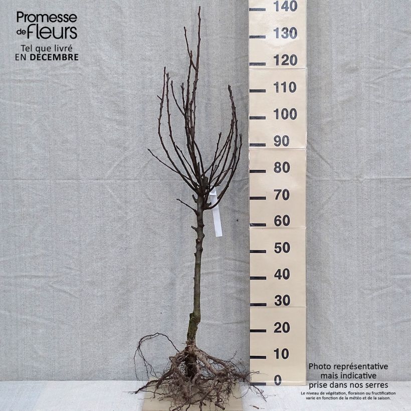 Exemplar von Birnbaum Charneux - Pyrus communis Wurzelnackt, HochstammGelieferte Höhe ca. 250cm wie im Winter geliefert