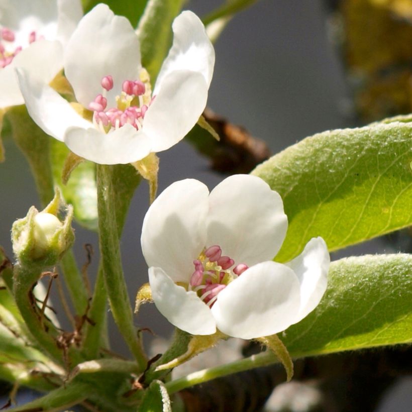 Birnbaum Charneux - Pyrus communis (Blüte)