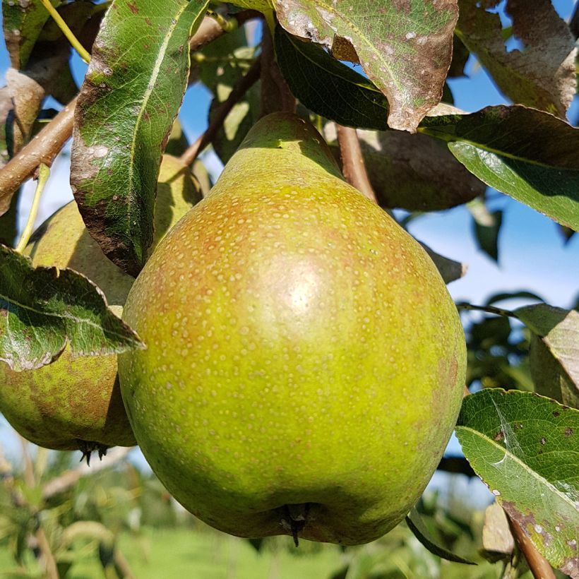 Birnbaum Charneux - Pyrus communis (Ernte)