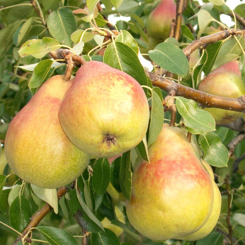 Birnbaum Clapp’s Favorite - Pyrus communis (Ernte)