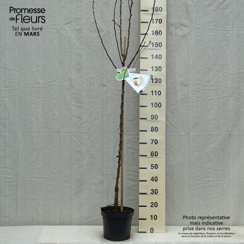 Exemplar von Birnbaum Clapp’s Favorite - Pyrus communis Topf mit 7,5L/10L, HalbstammGelieferte Höhe ca. 200/220cm wie im Frühjahr geliefert