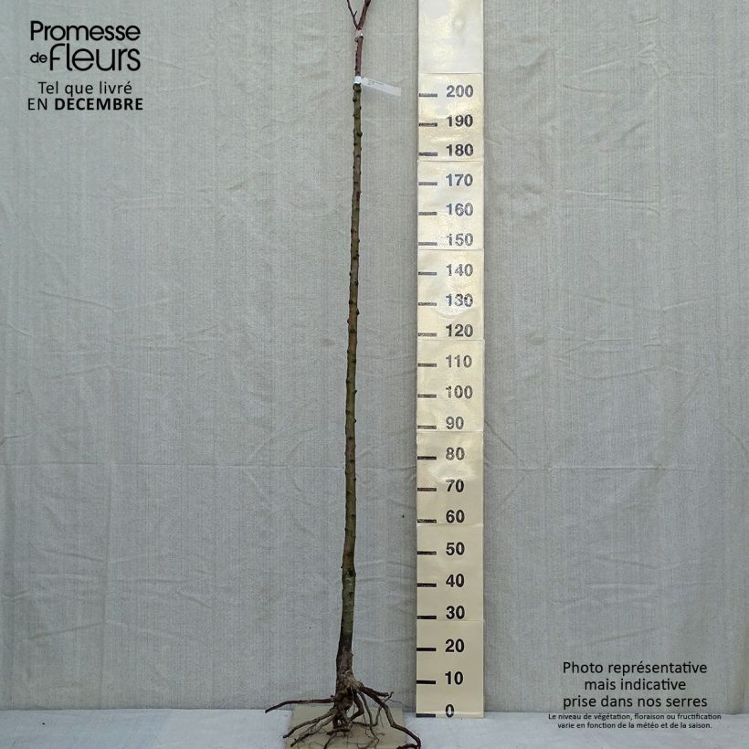 Exemplar von Birnbaum Clapp’s Favorite - Pyrus communis Wurzelnackt, HochstammGelieferte Höhe ca. 250cm wie im Winter geliefert