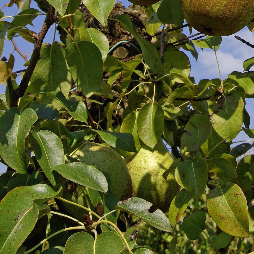 Birnbaum Comtesse de Paris - Pyrus communis (Laub)