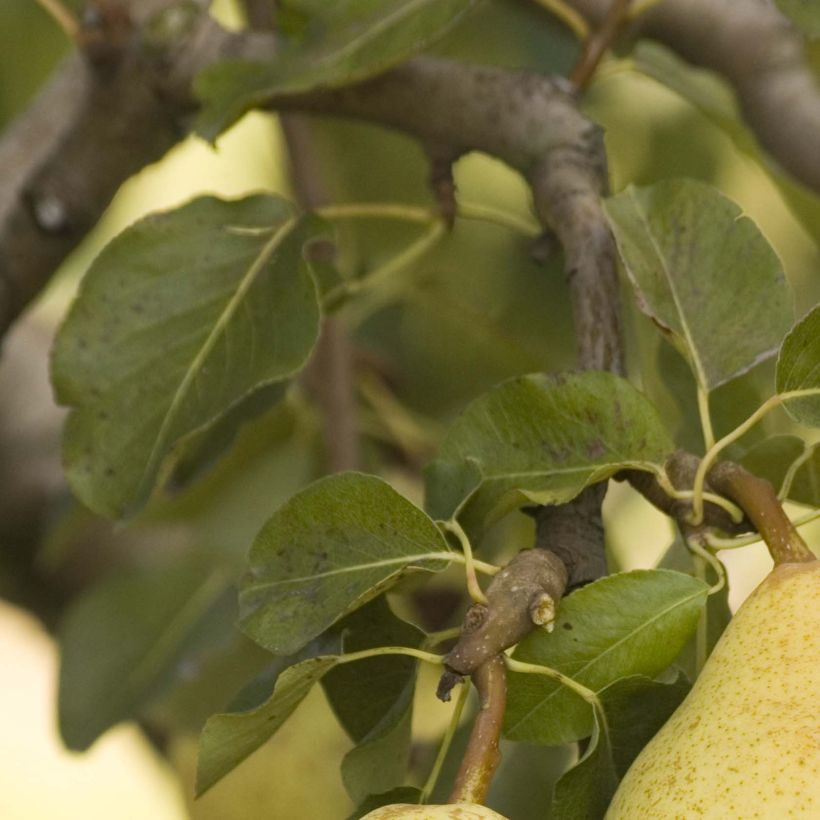 Birnbaum Delbardèlice 'Delété' - Pyrus communis (Laub)