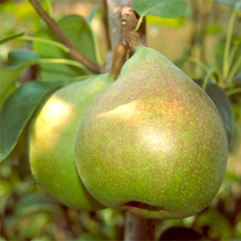 Birnbaum Doyenné du Comice - Pyrus communis (Ernte)