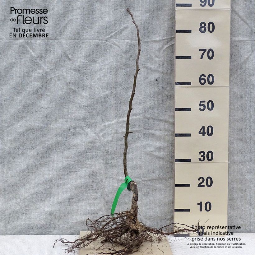 Exemplar von Birnbaum Doyenné du Comice - Pyrus communis wie im Winter geliefert