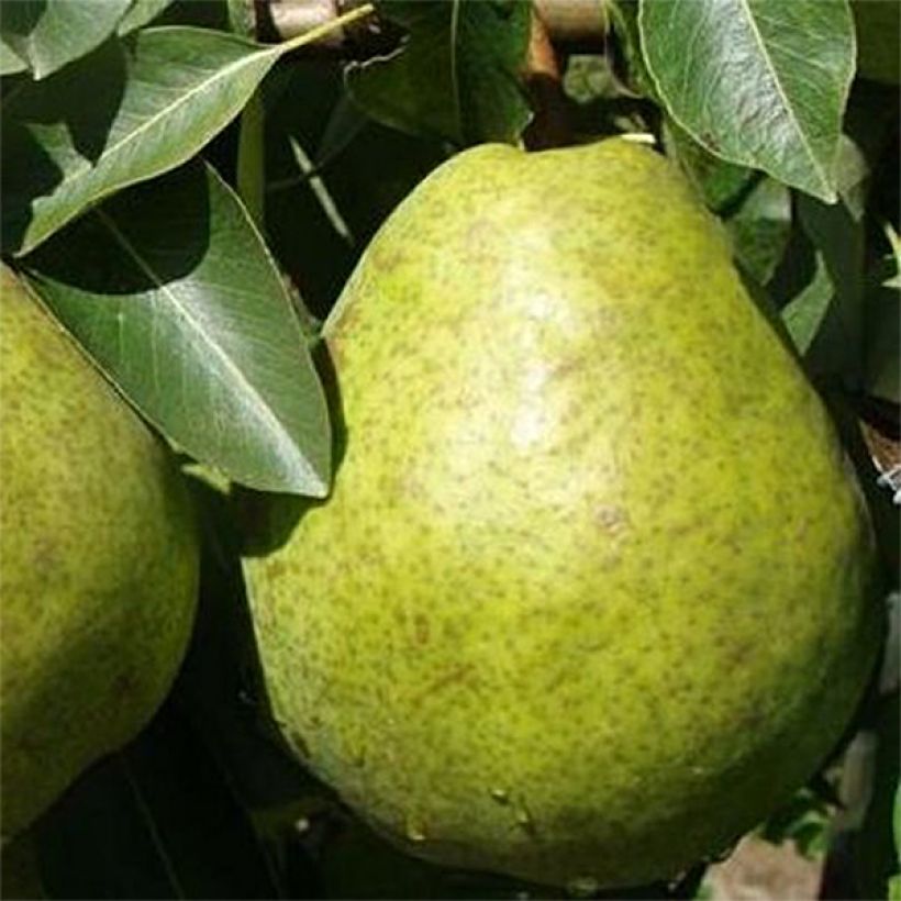 Birnbaum Duchesse d'Angouleme - Pyrus communis (Ernte)