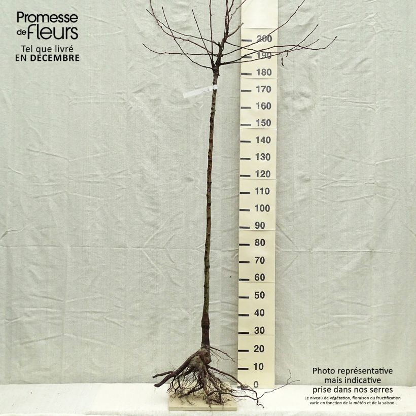 Exemplar von Birnbaum Durondeau - Pyrus communis Wurzelnackt, HalbstammGelieferte Höhe ca. 200/220cm wie im Winter geliefert