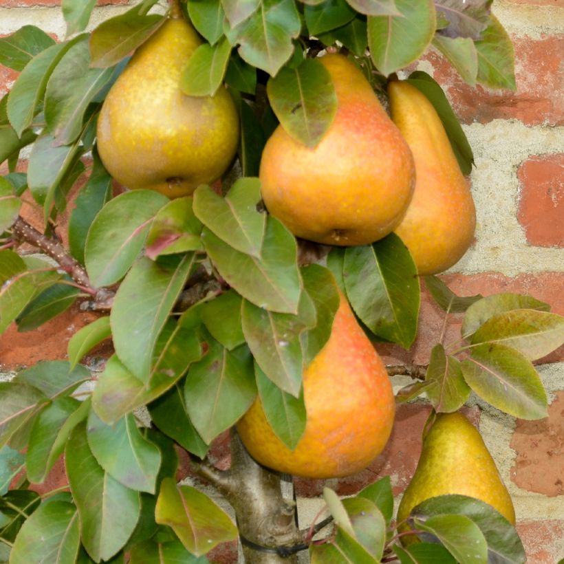 Birnbaum Durondeau - Pyrus communis (Ernte)