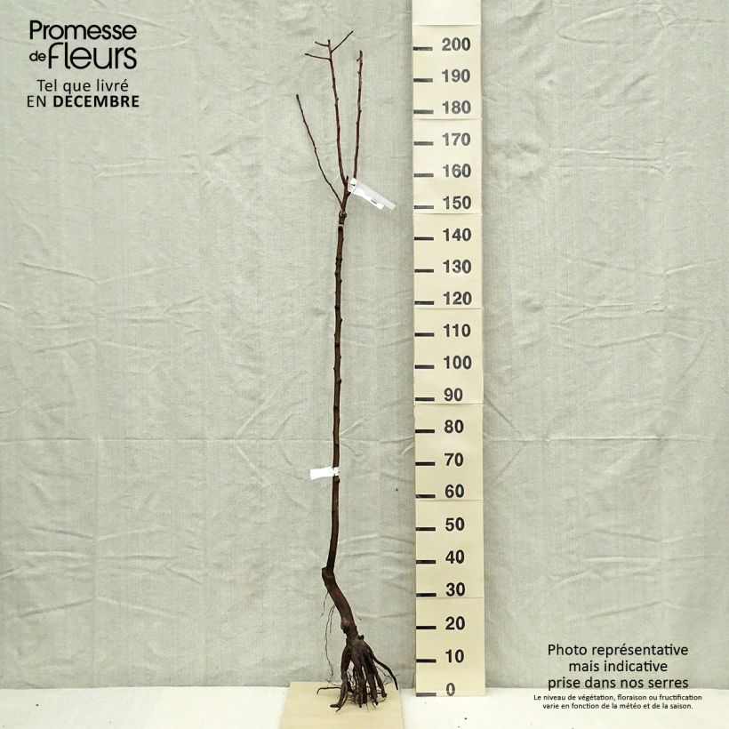 Exemplar von Birnbaum Fertilia Delbard Delwilmor - Pyrus communis wie im Winter geliefert