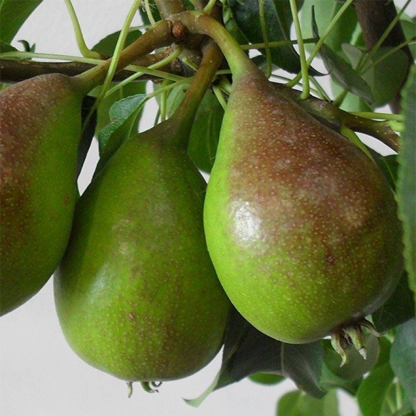 Birnbaum Louise Bonne d'Avranches (Gute Luise) Bio - Pyrus communis (Ernte)