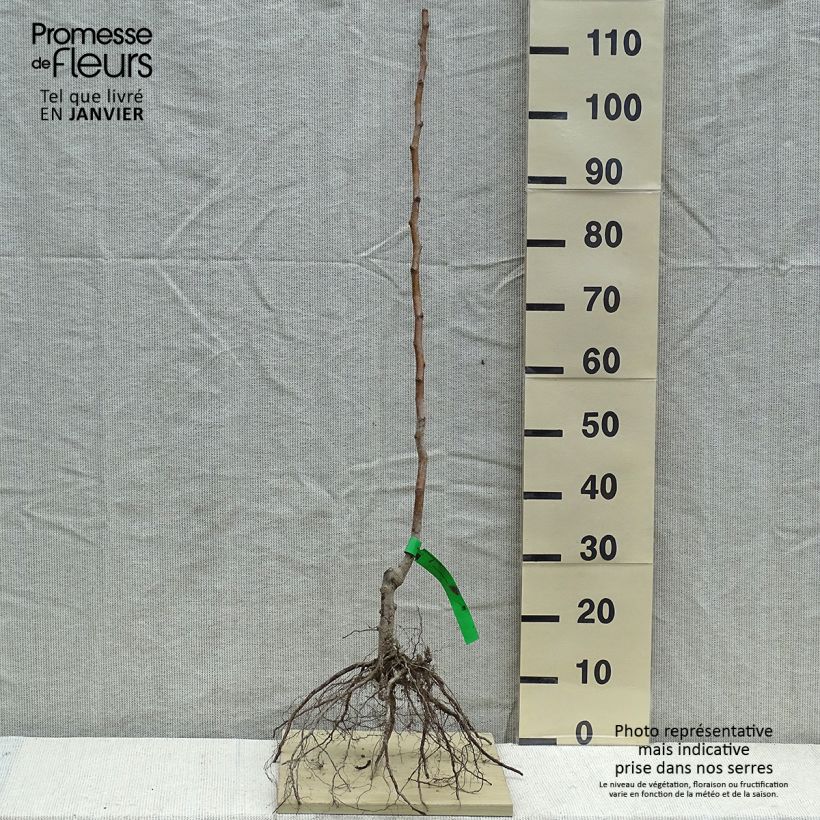 Exemplar von Birnbaum Marguerite Marillat - Pyrus communis wie im Winter geliefert