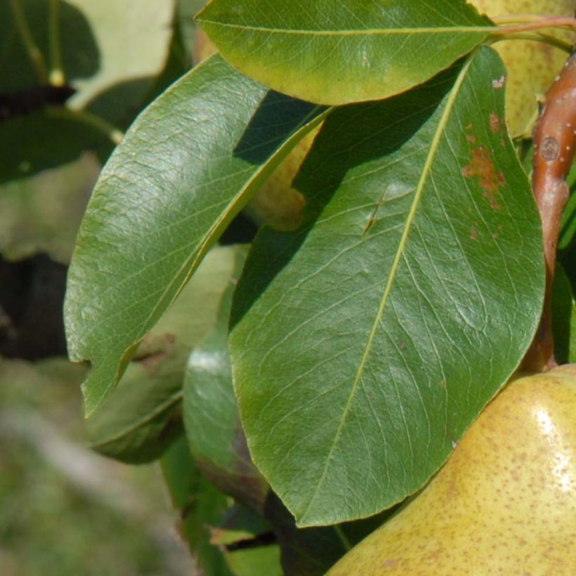 Zwergbirnbaum Belle Helene - Pyrus communis (Laub)