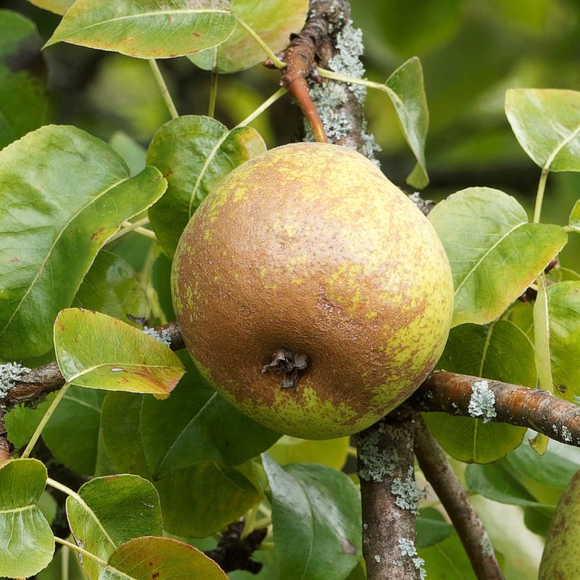 Birnbaum 'Olivier De Serres' - Pyrus communis (Ernte)