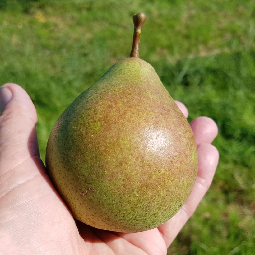 Birnbaum Saint Rémy - Pyrus communis (Ernte)