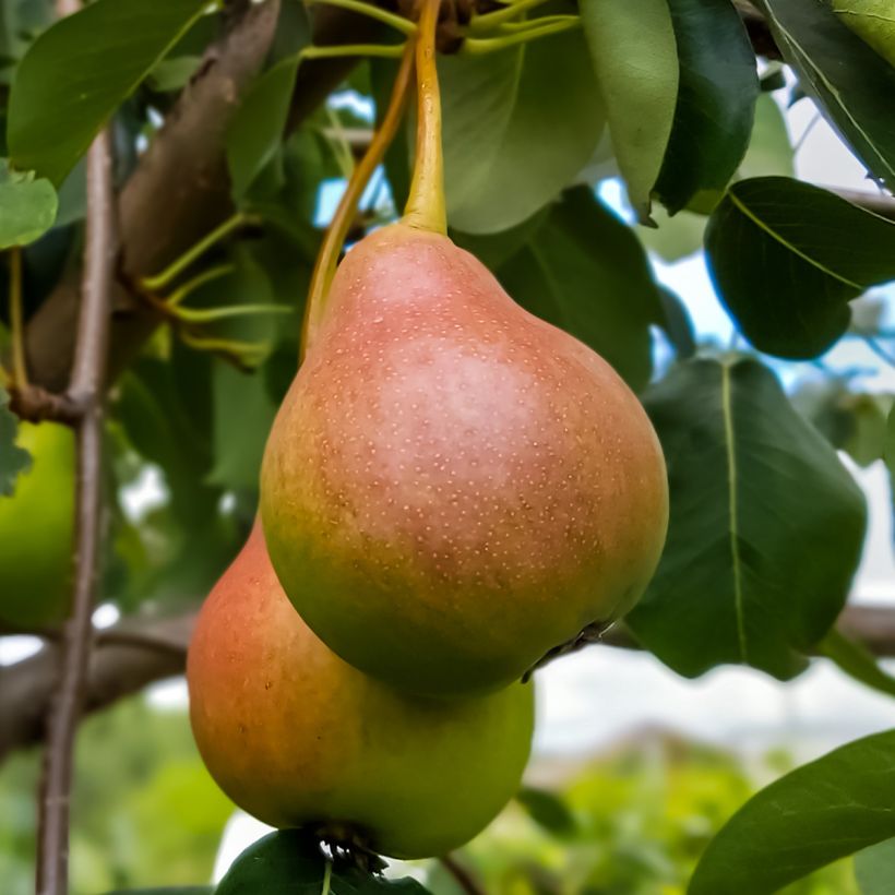 Birnbaum Sœur Grégoire - Pyrus communis (Ernte)