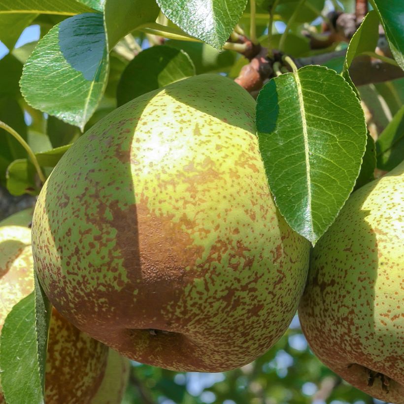 Birnbaum Soldat Laboureur - Pyrus communis (Ernte)