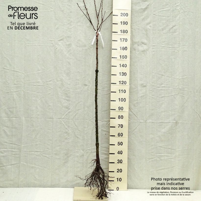 Exemplar von Birnbaum Triomphe de Vienne - Pyrus communis Wurzelnackt, HalbstammGelieferte Höhe ca. 200/220cm wie im Winter geliefert