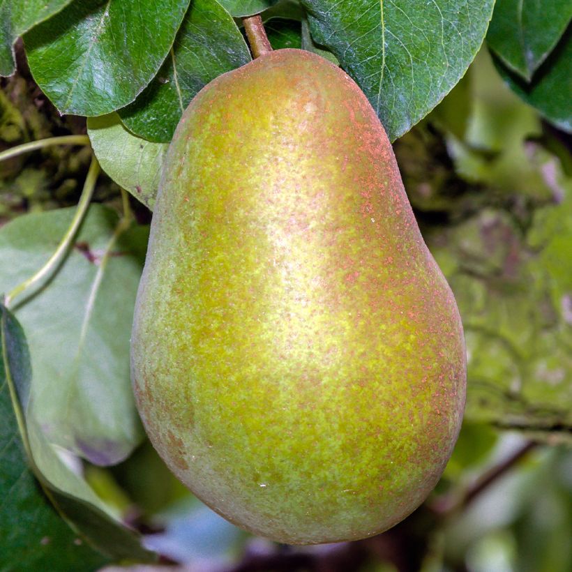 Birnbaum Triomphe de Vienne - Pyrus communis (Ernte)