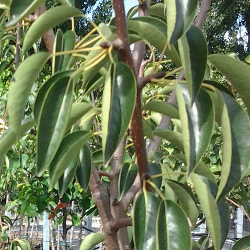 Birnbaum Rote Williams - Pyrus communis (Laub)