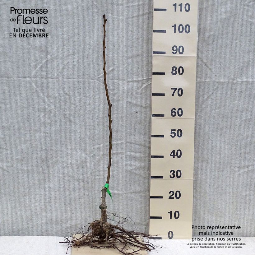 Exemplar von Birnbaum Williams - Pyrus communis wie im Winter geliefert