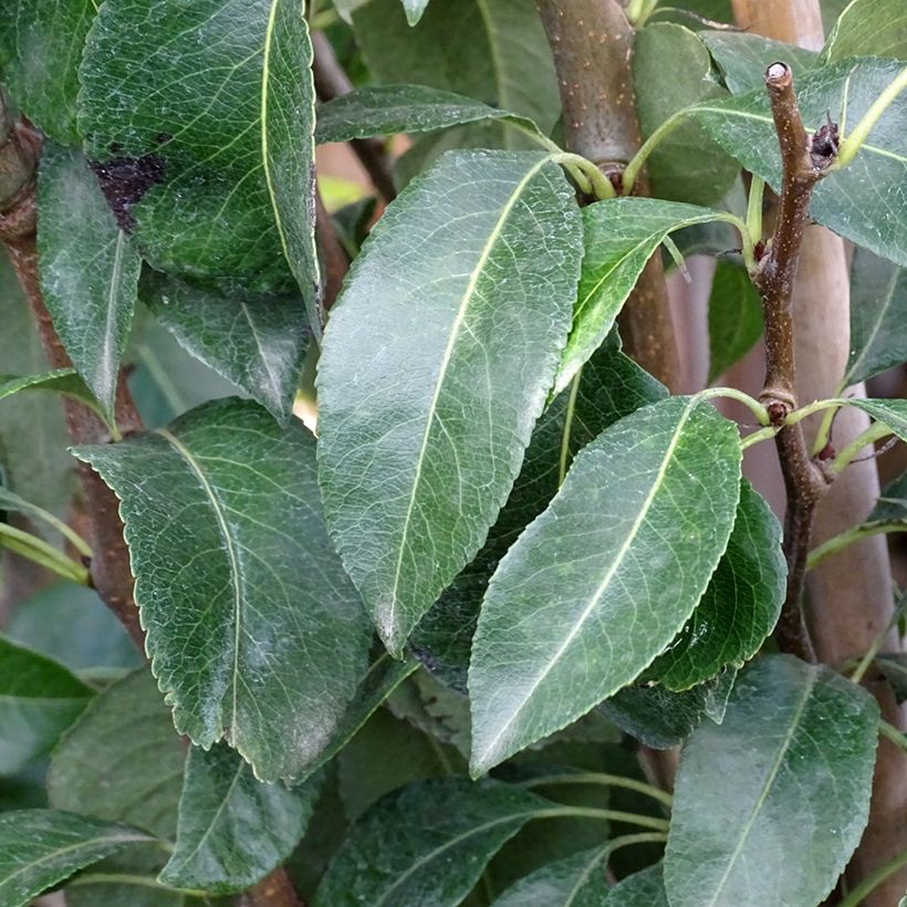 Birnbaum Doyenné du Comice - Pyrus communis (Laub)