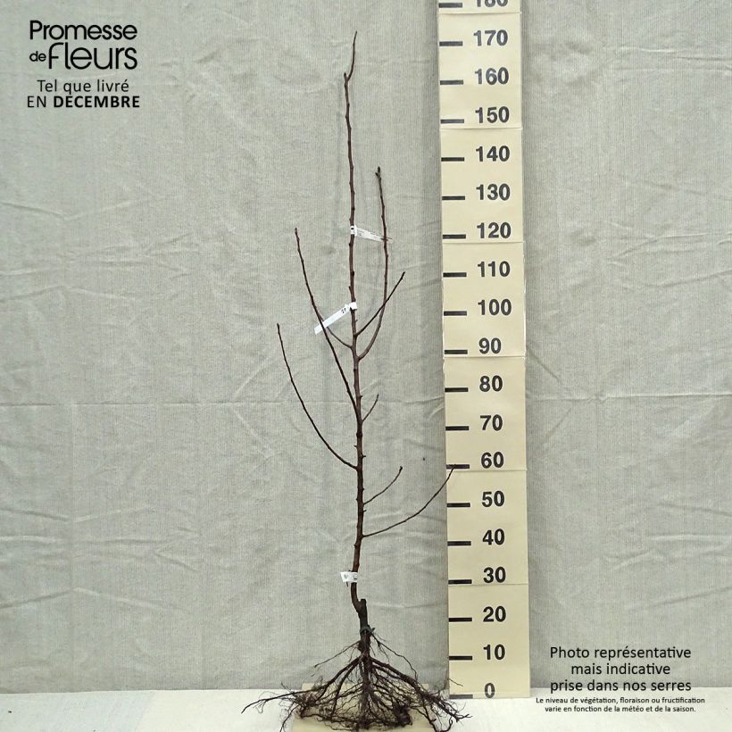 Exemplar von Birnbaum Fertilia Delbard Delwilmor - Pyrus communis wie im Winter geliefert