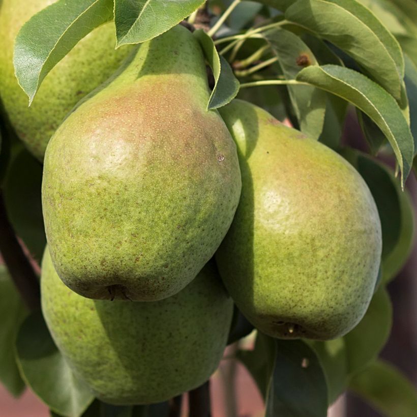 Zwergbirnbaum Condo - Pyrus communis (Ernte)